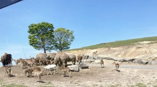 Fukuoka 1-day tour to Kyushu Wildlife Park African Safari, Mount Yufu, Yufuin & Umi Jigoku Day Tours