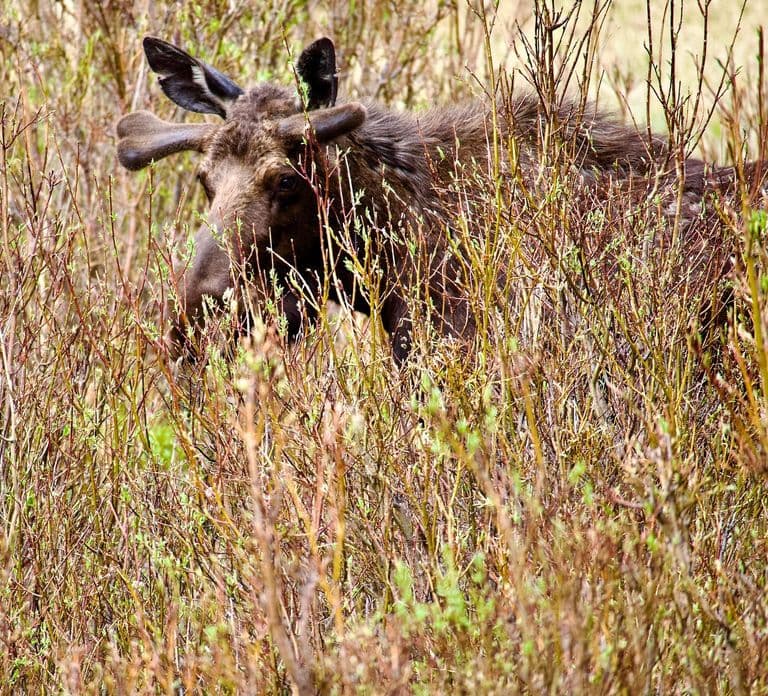 Estes Park: Rocky Mountain National Park Glass-Top Bus Tour