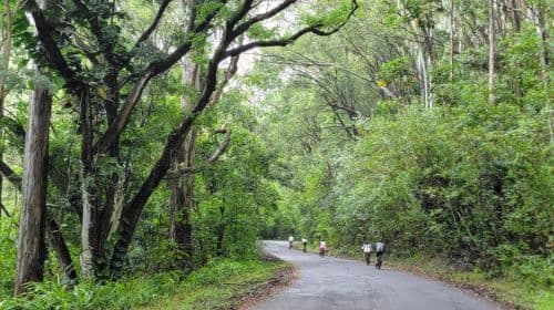E-BIKE Honolulu Rainforest : 16 km de sourires avec des vues épiques - Excursions à la journée