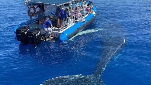 Eco-Raft Tour: Eye-Level Whale or Dolphin Watching from Lahaina