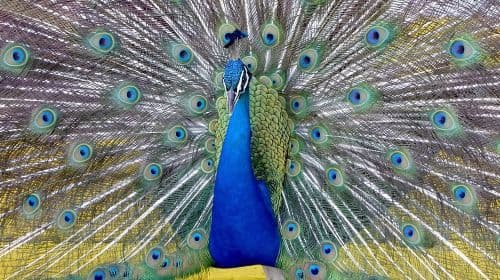 Prywatna nocna wycieczka łodzią śmigłową po Florida Everglades – Wycieczki jednodniowe