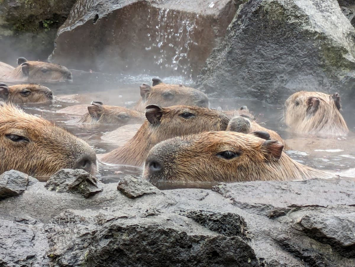 Izu Shaboten Park
