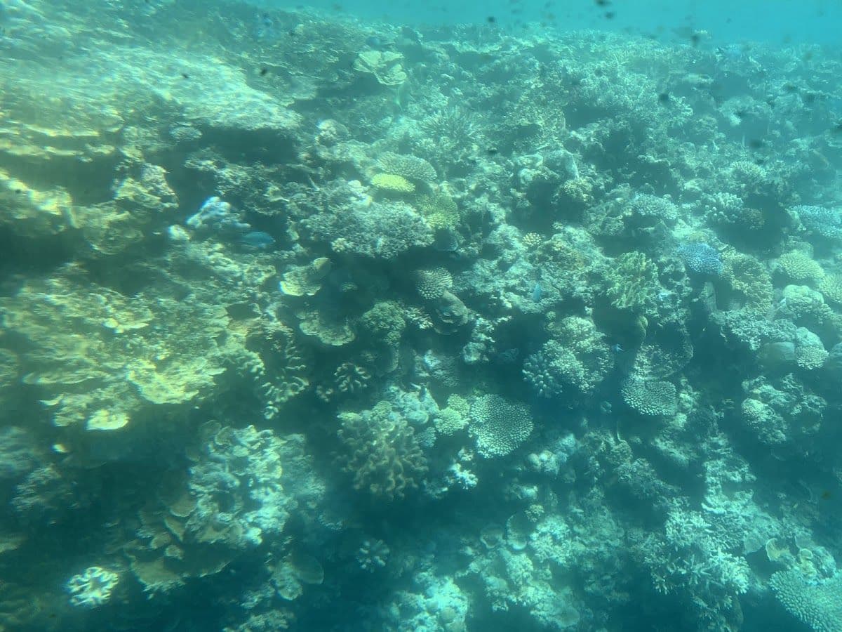 Great Barrier Reef Cruise to Sunlover Reef Cruises Pontoon