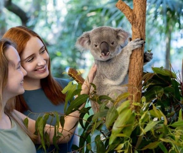Biglietti d'ingresso generale per il Lone Pine Koala Sanctuary