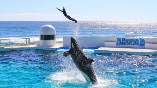 Kamogawa Seaworld