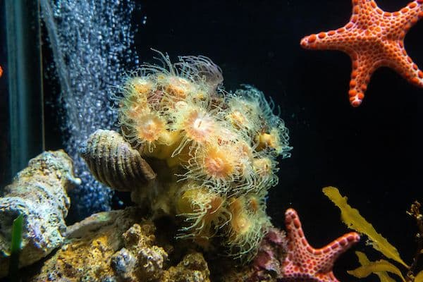 SEA LIFE Sydney
