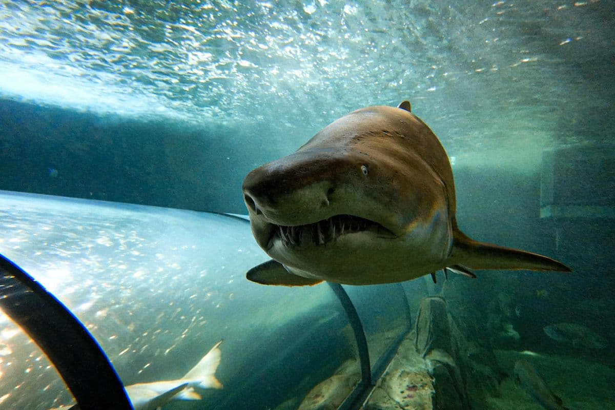 SEA LIFE Sydney