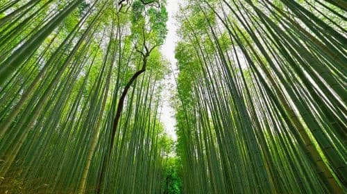 Kobe Shore Excursion naar Kyoto: ALL-INCLUSIVE dagtochten