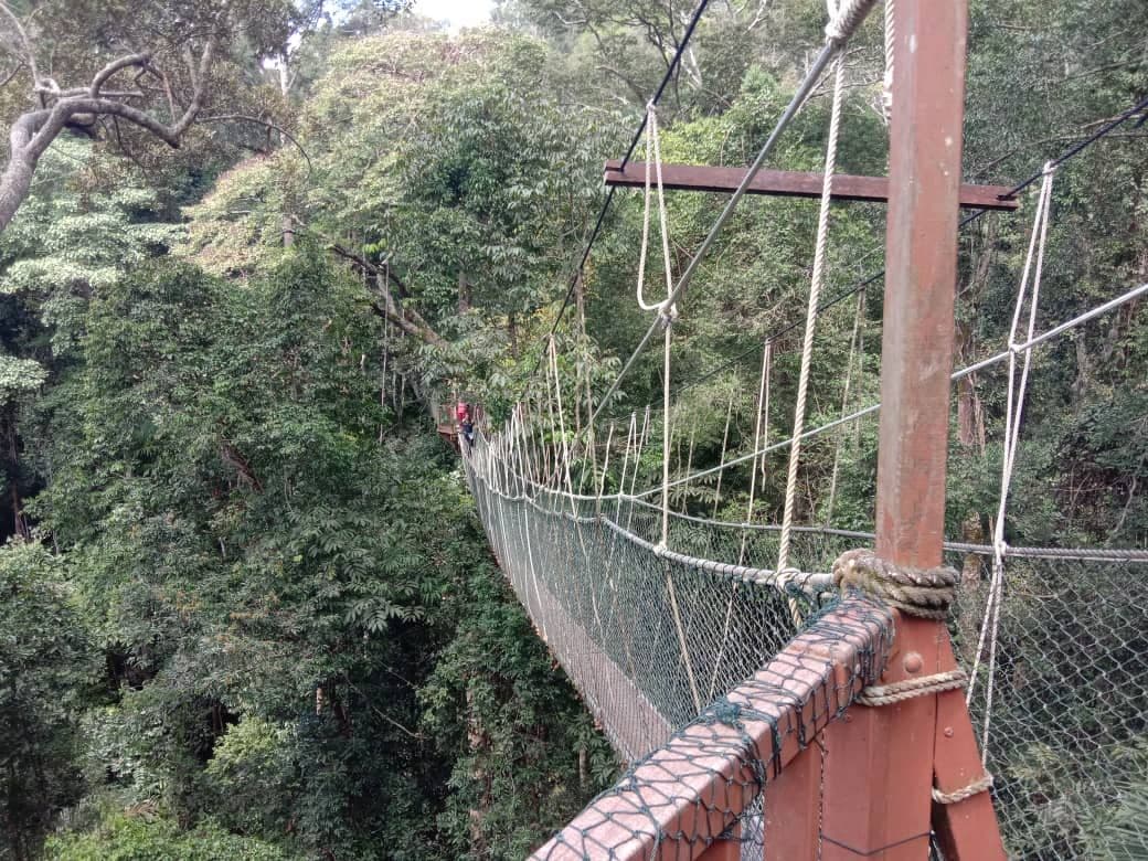 Taman Negara National Park Tagesausflug mit Canopy Walk