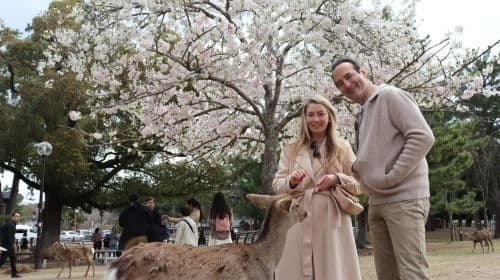 Prywatna wycieczka do Nara i degustacja sake (wyjazd z Kioto/Nara)