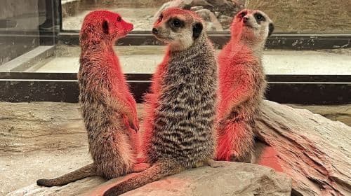 Lanyang Animal and Plant Kingdom