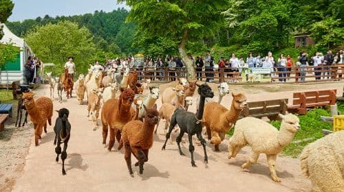 Prowincja Gyeonggi | Jednodniowa wycieczka do Gangchon Rail Park + Alpaca World