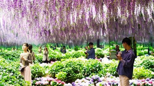 Gyeonggi-do, Zuid-Korea|Gapyeong Begonia Bird Park x Rail Bike x Petite France x Italian Village dagtochten