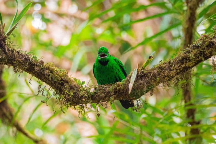 Full day / 2D1N Birding @ KNP & Poring