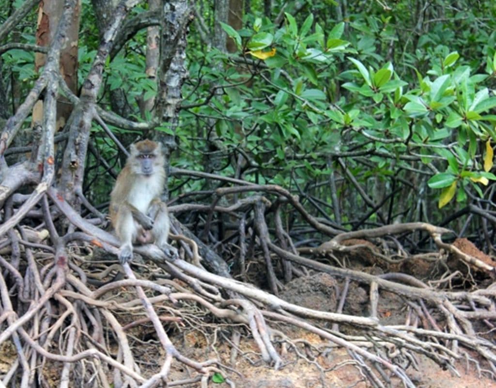 JungleWalla Langkawi Unesco Geopark Mangrove Cruise - Share & Private Option