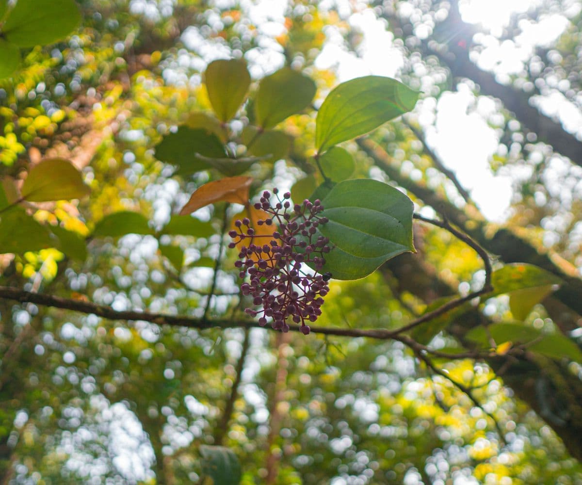 Kota Kinabalu Park and Hot Spring Day Trip