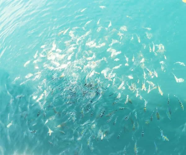 Manukan and Sapi Islands Excursion