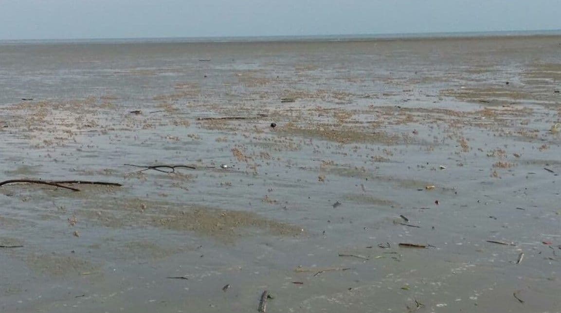 Paddy field , Fishing Village Sekinchan (SIC - Join In Tour)