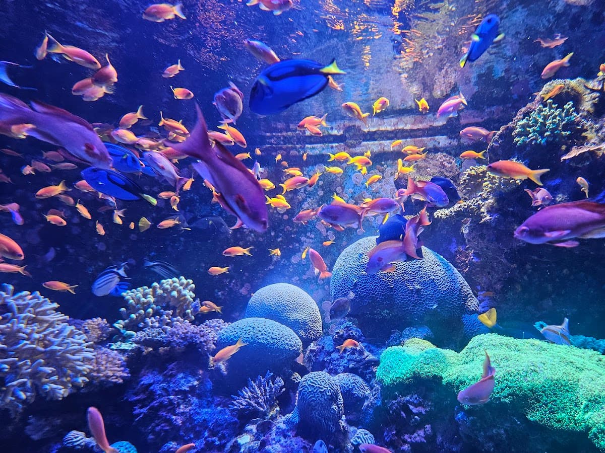 Singapore Oceanarium Experience