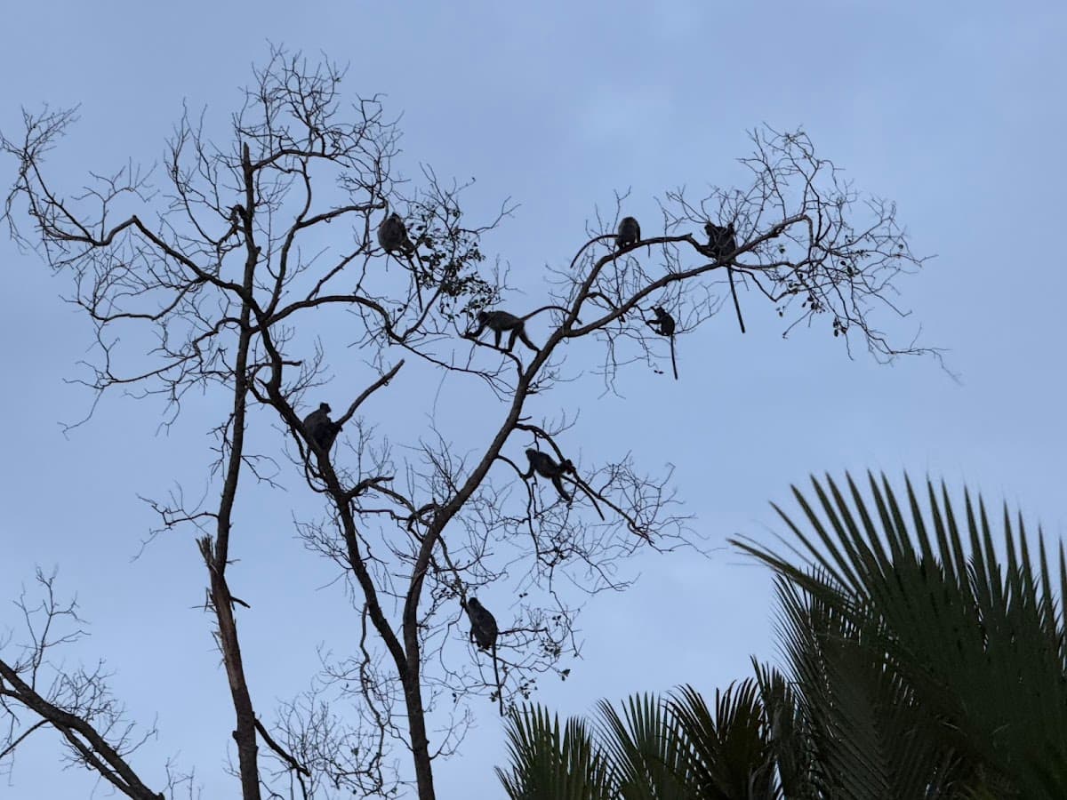 Weston Wetland River Cruise Day Tour (Proboscis Monkey & Fireflies)
