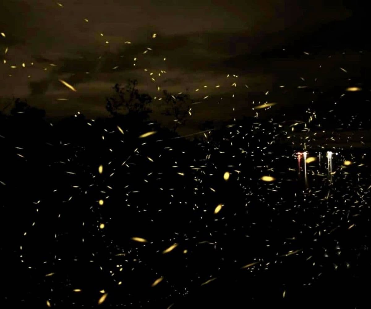 Weston Wetland River Cruise Day Tour (Proboscis Monkey & Fireflies)