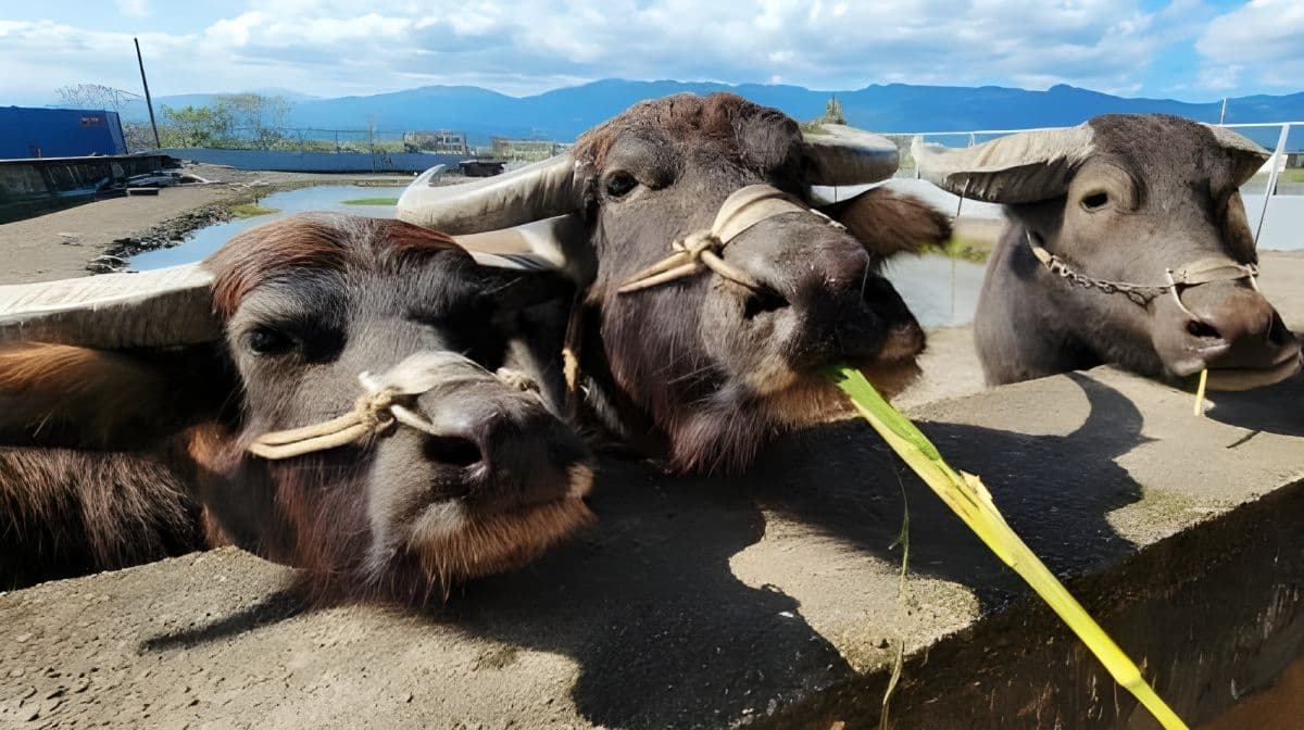 Niutousi Family Farm