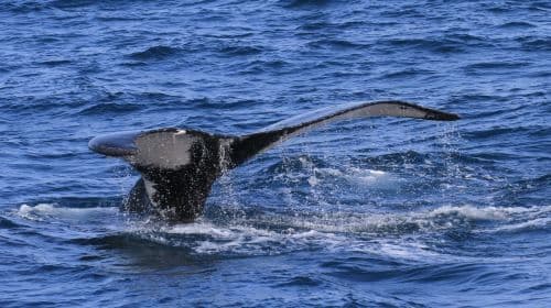 whaleworld Whale Watching Experience in Hualien