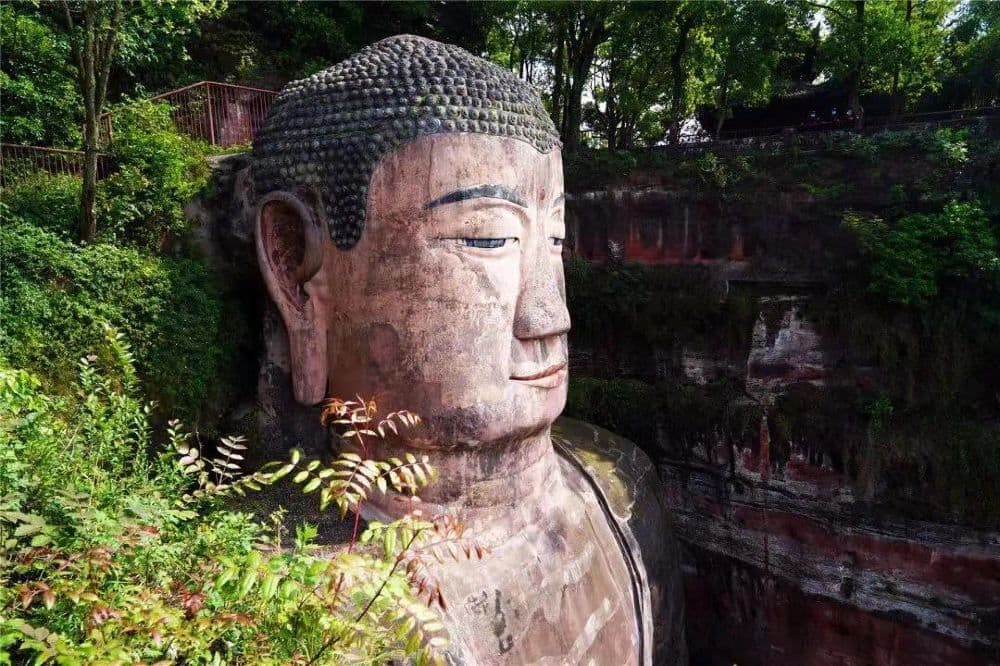 Chengdu Panda Park and Leshan Giant Buddha Daily Bus Tour with Tickets by CITS X ZANBUS
