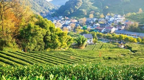 Hangzhou West Lake Longjing Tea Culture In-depth Experience Tea Picking + Tea Roasting + Tea Tasting + guide Day Tours