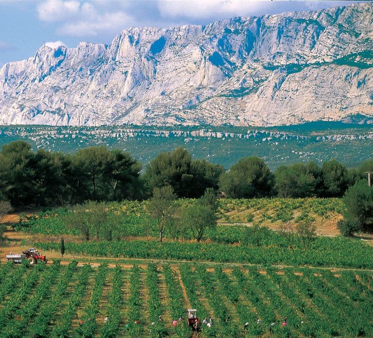 Avignon: Full-Day Wine Tour around Châteauneuf-du-Pape