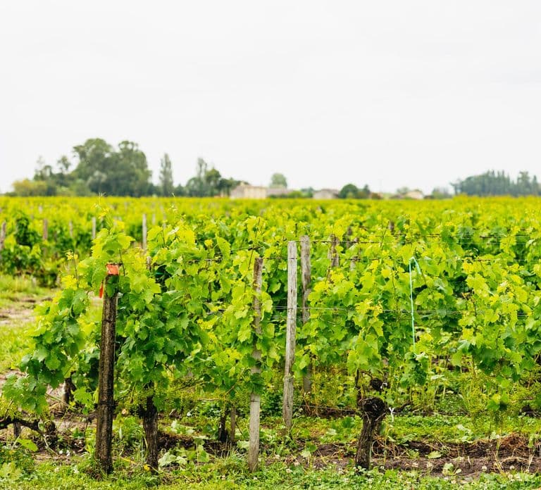Bordeaux: St. Emilion Day Trip with Wine Tasting and Lunch