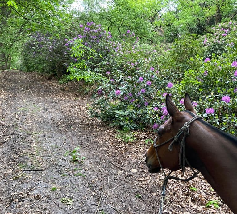 Paris: Aumont-en-Halatte Horseback Riding Tour