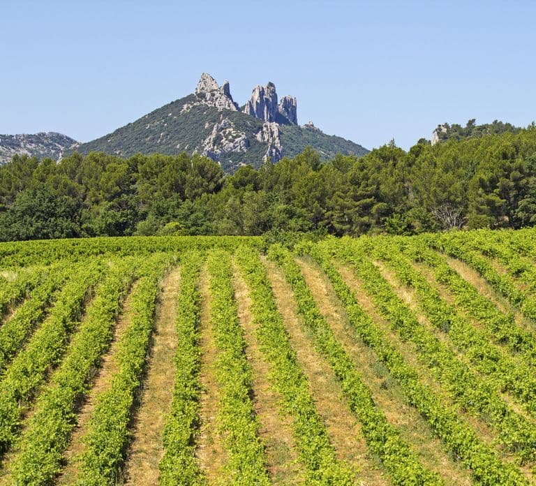 Vanuit Avignon: Halve dag tour langs de grote wijngaarden