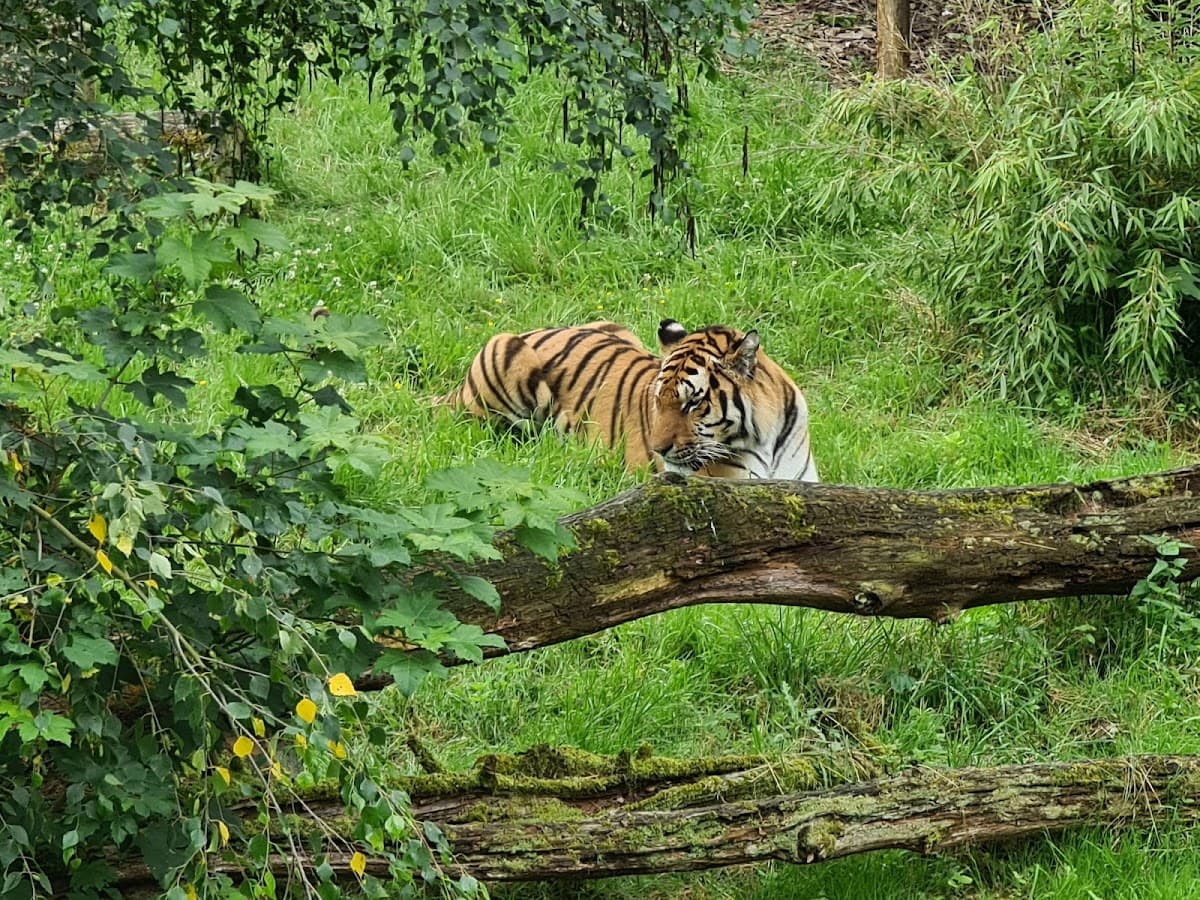 Safari Air Park