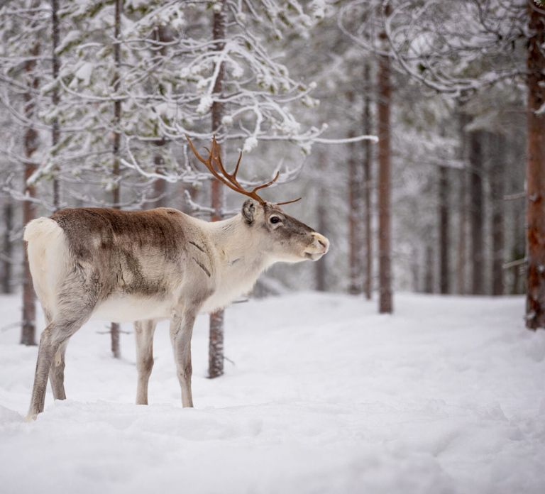 Rovaniemi