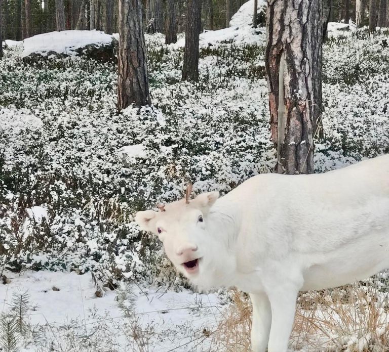 Saariselkä