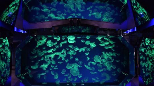 Port Of Nagoya Public Aquarium