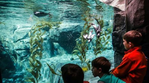 Georgia Aquarium