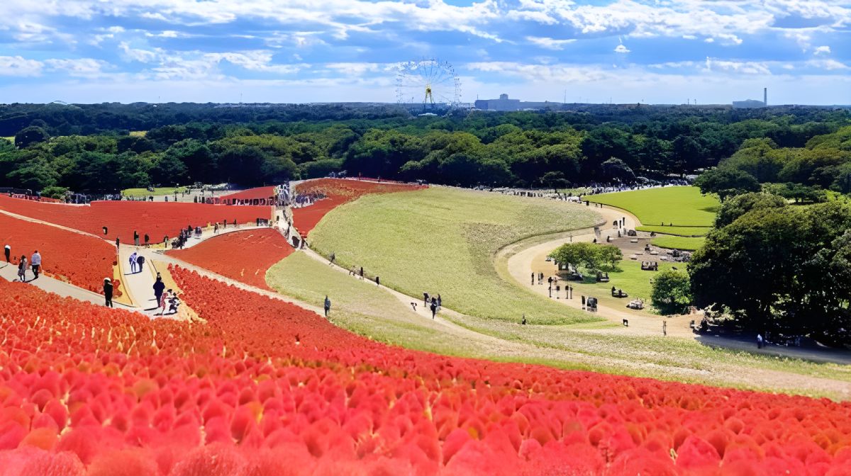 Japonia