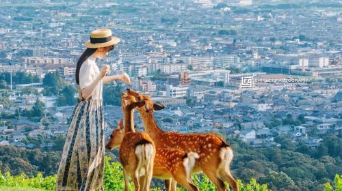 Nara Park Day Tours