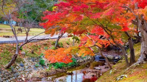 Japón