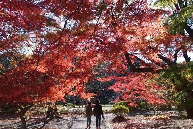 Shinjuku Gyoen National Garden (Must be sold at the…