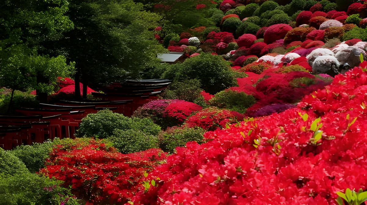 Japonia