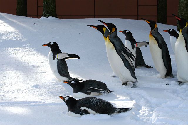 Hokkaido Noboribetsu Marine Park Nixe