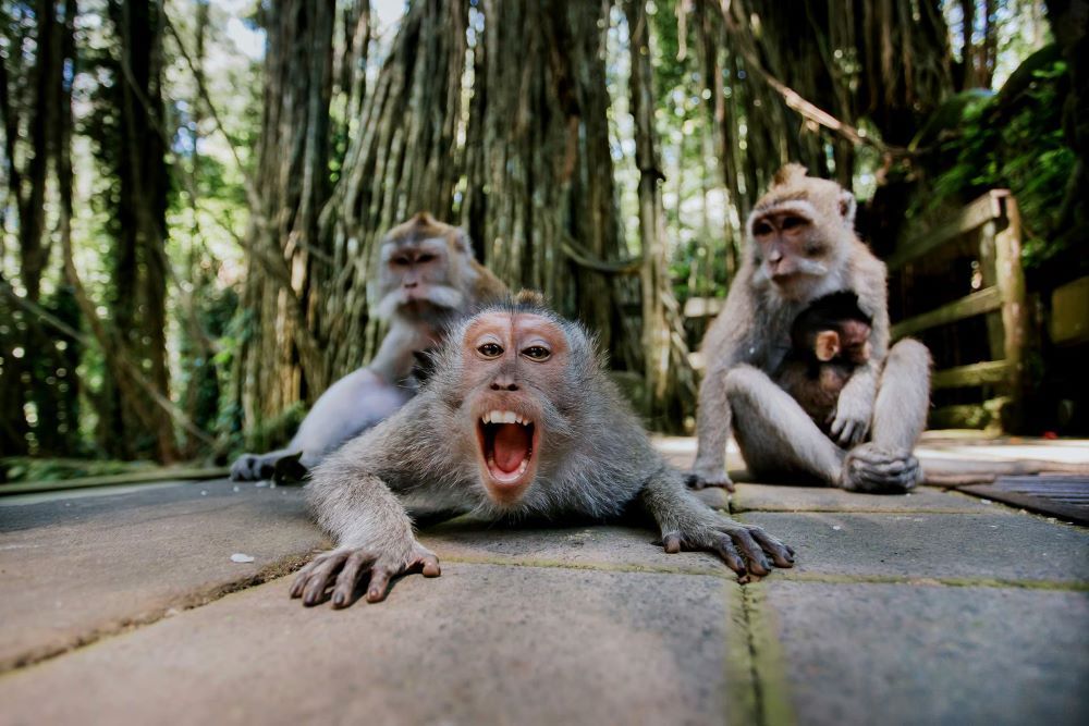 Sacred Monkey Forest Ubud