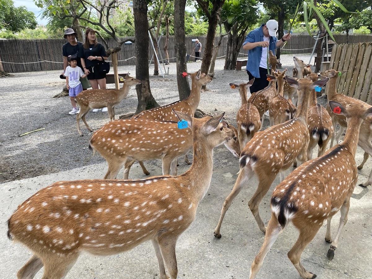 Kaohsiung